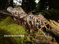 Mycena inclinata-amf1329